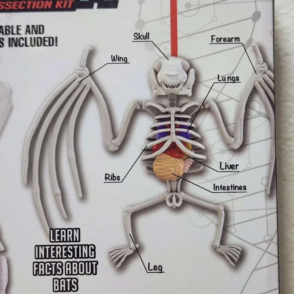 NEW Dissect-it Synthetic Lab Dissection Toy STEM KIT CRAFT Project Bat Biology A